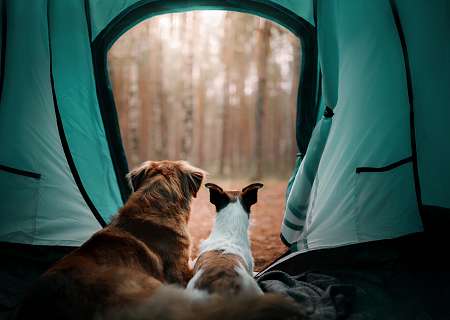 Fly Camp